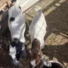 تيس ولد هولندي