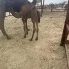 حاشي لباني شراكه باقي ربع. فقط