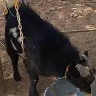 للبيع تيس قزمي