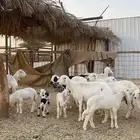 شياة حريات متابيع مقاني