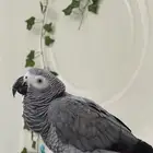 كاسكو ممتاز للبيع