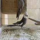 اعرض لك الزوج كروان منتج شرط