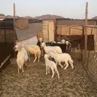 للبيع ضان ولد وحيل.