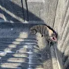 الباحه وتهامه