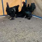 طقمين براهما