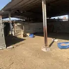 شبك سوق الغنم الأحساء المركزي للايجار