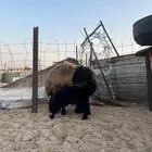 رغوث عربيه