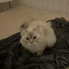 قطط للتبني هملايا