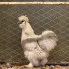 دجاج قطني (سلكي)