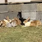 ارانب بلديه منتجه