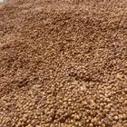 تمر ناشف للحلال نظيف جدا  انتاج هذه السنه اغلبه سكري اكياس ل