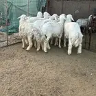 خرفان ذبايح فاخرة