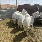 طليان حريات جبره