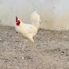 ديك تبيض و دجاجه برهما