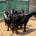 معزا شرط مضاريع