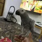 أليف ومتكلم اكثر من 10كلامات