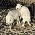 2 طليان شحم نضيفه