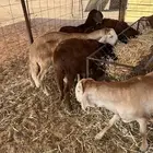 سواكن مرابي تفريد 1100