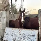 مهره شعبية شقرا سياله محجله