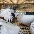 حمام باكستاني القطيفي