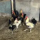 ديوك نظيفه وصحتها ممتازه وشرط