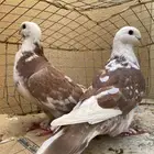 جوز حمام زينة