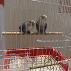 طيور روز مغرده