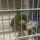 فرخ كويكر