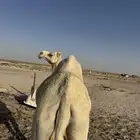 ناقه حايل للبيع