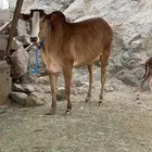 بقره بكر للبيع
