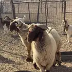 فحول نعيم خصم