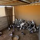 حمام مشكل باكستاني و زاجل