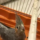 للبيع كوكتيل