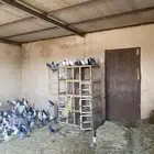 حمام بلدي المنتج