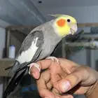 ذكر كروان اليف