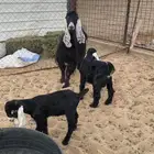 عنز رباع معها ولدها شهر ومعها داغور تيس