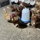 دجاج لوهمان