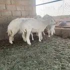 رخال اللبيع