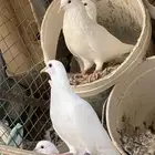 حمام مشكل مفروز