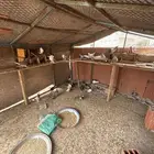 للبيع الشبك كامل