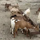 تيوس وعنقان سمان