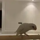 فرخ روز