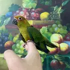 تم البيع فرخ صن كنيور