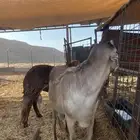 جمريات جذعان للبيع