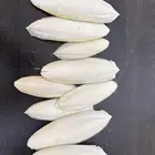 عظم حبار (سيبيا)