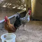 ديوك بلدي وفيومي