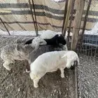 رخال