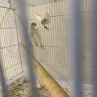 زوج روز ال بينو عيون حمراء محمية الوادي