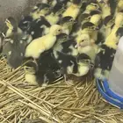 بط بح