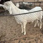 للبيع فحل سويكني صنف
